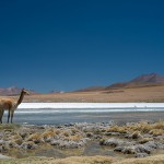 bolivie